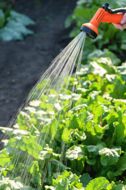 农夫用软管给花园里的植物浇水。用枪嘴浇水。景深浅图片下载