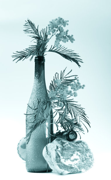 花岗岩的石头，瓶子里的雪和新鲜的含羞草，蓝色的图片下载