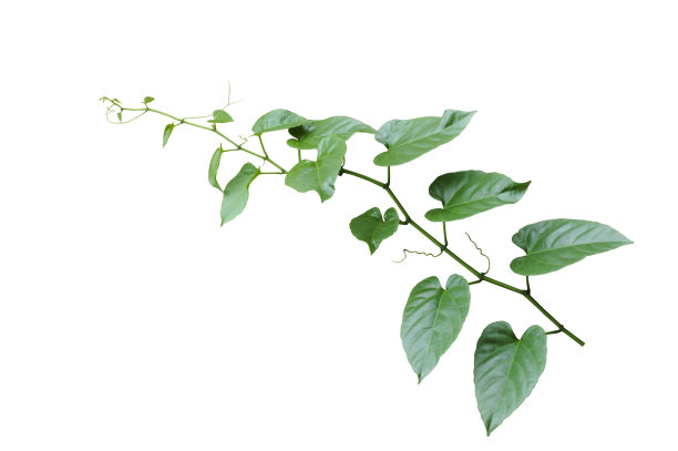 野生牵牛花叶子丛林藤蔓热带植物。藤蔓植物灌木，自然框架丛林边界孤立的白色背景，修剪路径包括。图片下载