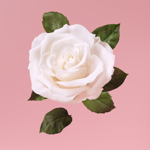 美丽的白色玫瑰花蕾孤立在粉红色的背景3d渲染。花卉装饰设计元素图片下载