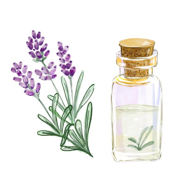 水彩薰衣草和瓶油图片下载