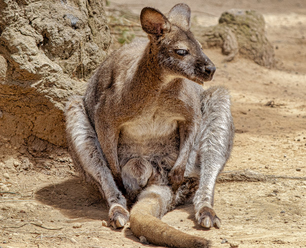 小袋鼠图片下载