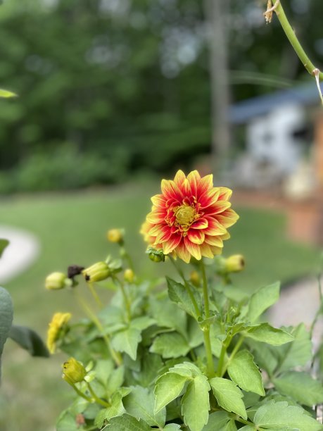 鹿在宾夕法尼亚州图片下载