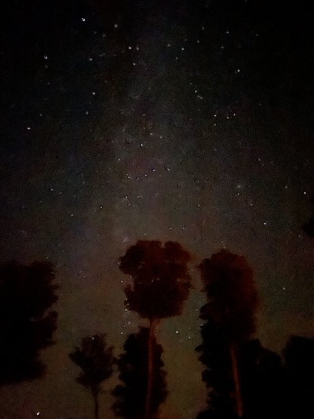 鹿在宾夕法尼亚州图片下载