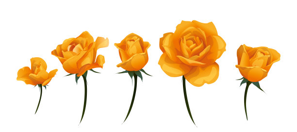橙色黄色玫瑰花蕾侧视图孤立在白色矢量插图。图片下载