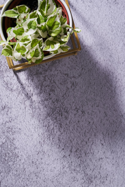 水泥背景上的盆栽俯视图图片下载