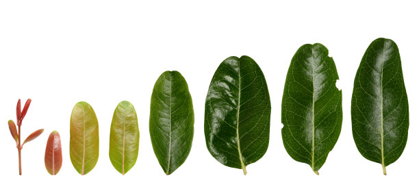 收集绿叶孤立在白色背景。图片下载