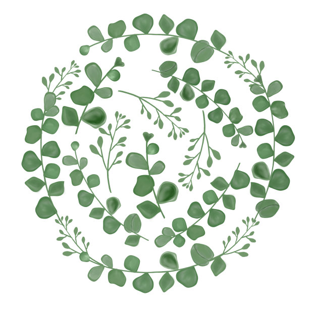 用桉树叶子做框架。一个贺卡。邀请卡。婚礼的元素。印刷插图。绿色的树枝图片下载