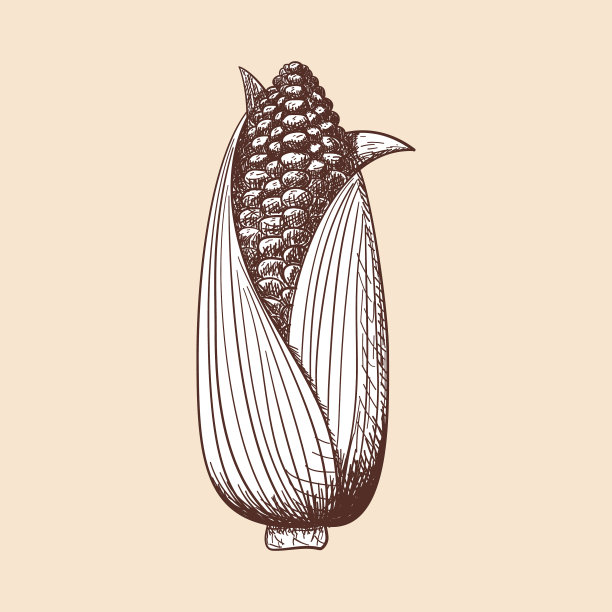 玉米图标图片下载