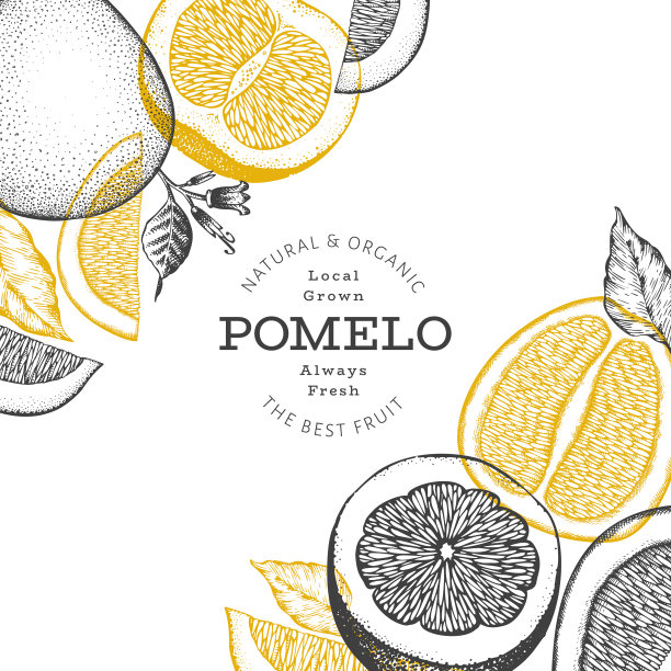 手绘素描风格的柚子旗帜有机图片下载