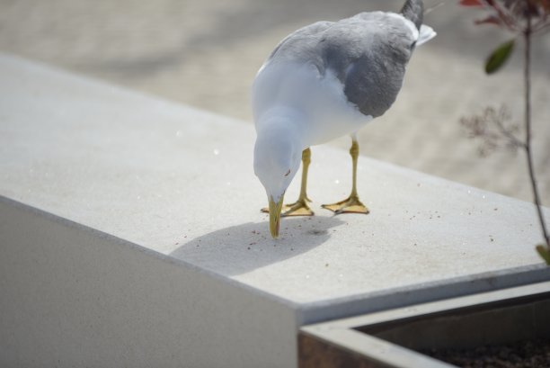 有一只叫拉鲁斯·米赫里斯的海鸥在长凳上吃面包屑。图片下载