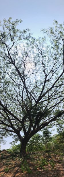 巨大的树图片下载