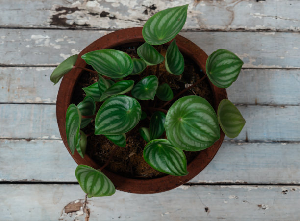 西瓜豆瓣绿属图片下载