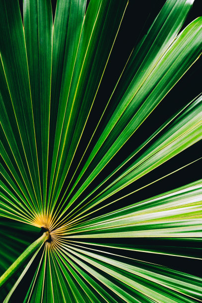 棕榈叶图片下载