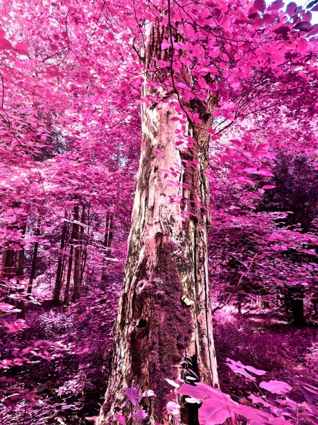 美丽的粉红色和紫色的红外全景乡村景观与蓝色的天空图片下载