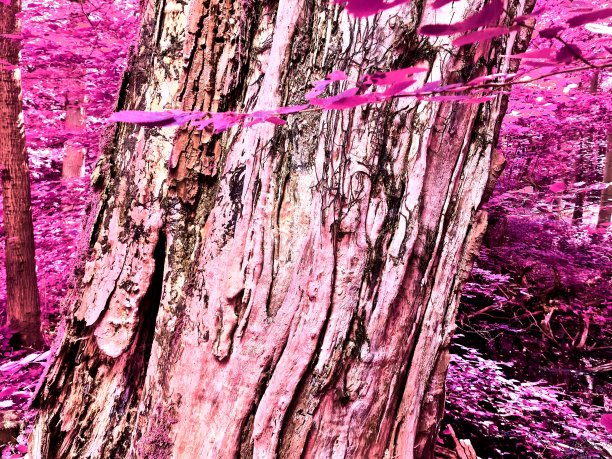 美丽的粉红色和紫色的红外全景乡村景观与蓝色的天空图片下载