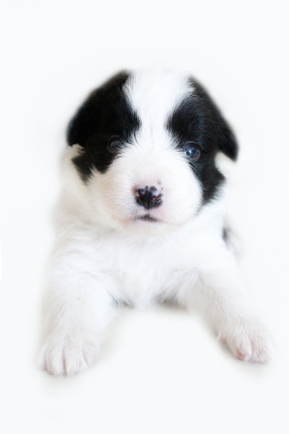 边境牧羊犬狗图片下载