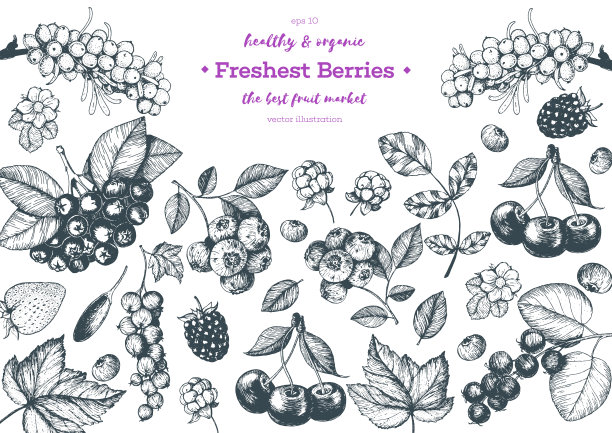 浆果手绘矢量插图框架。手绘素描插图沙棘，枸杞浆果，云莓，蓝莓，草莓。健康食品设计模板与浆果。图片下载