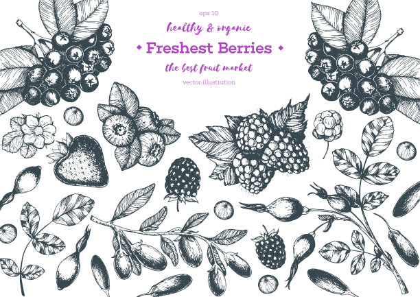 浆果手绘矢量插图框架。手绘素描插图枸杞浆果，秋香果，蓝莓，黑莓，覆盆子，草莓。健康食品设计模板与浆果。图片下载