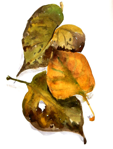 秋天黄色和绿色淡紫色的叶子在白色的背景上，水彩图案，植物素描图片下载