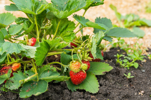 种植红色草莓和绿色叶子。花园里的草莓种植园图片下载