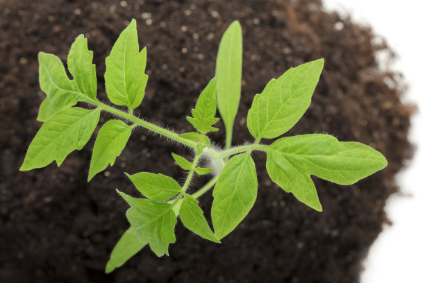 绿色在泥土中发芽图片下载