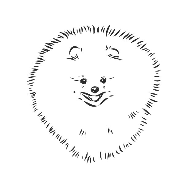 博美犬手绘素描纯种哈巴狗图片下载