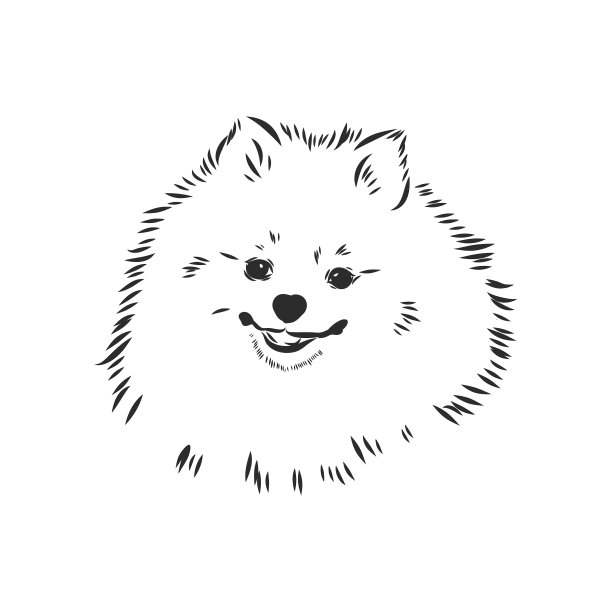 博美犬手绘素描纯种哈巴狗图片下载