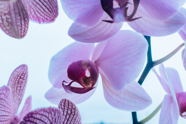 紫色的兰花在天蓝色的背景上。令人惊叹的蝴蝶兰，特写。蝴蝶兰在天空背景上图片下载