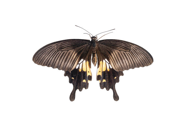 分离在白色背景上的凤蝶图片下载