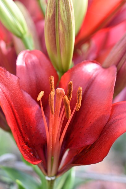 百合科拉洛的杂交花在花园里鲜艳的红色图片下载