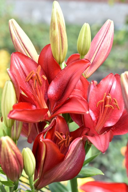 百合科拉洛的杂交花在花园里鲜艳的红色图片下载