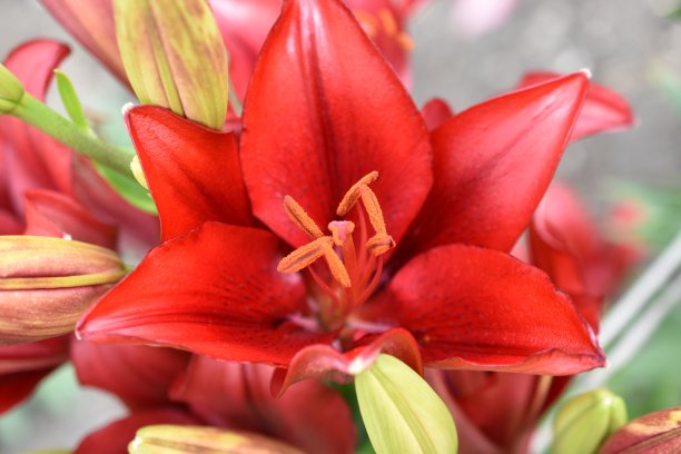 百合科拉洛的杂交花在花园里鲜艳的红色图片下载