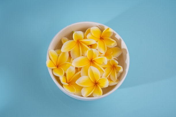 蓝色背景上的鸡蛋花图片下载