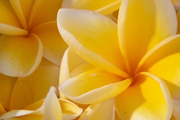 蓝色背景上的鸡蛋花图片下载