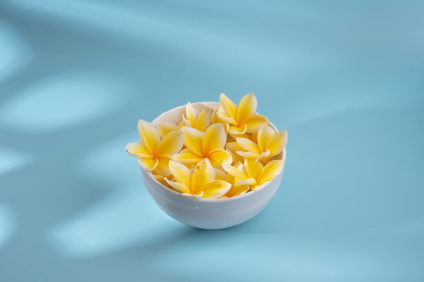 蓝色背景上的鸡蛋花图片下载