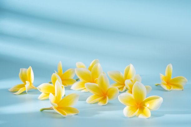 蓝色背景上的鸡蛋花图片下载