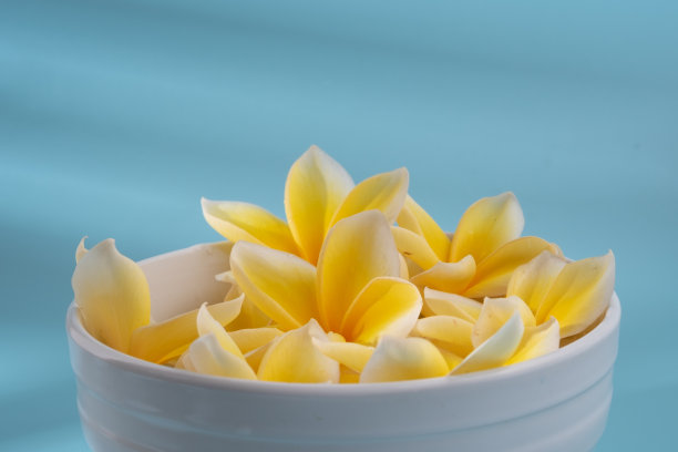 蓝色背景上的鸡蛋花图片下载