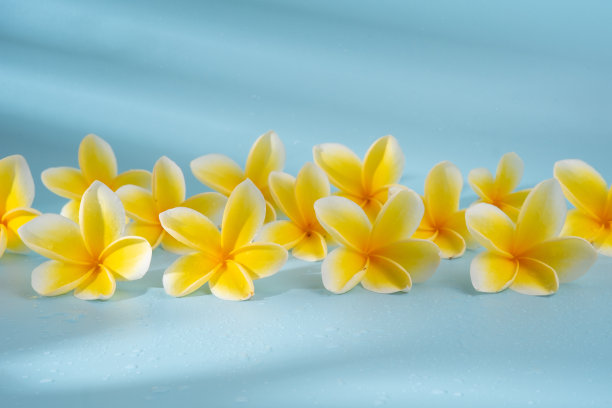 蓝色背景上的鸡蛋花图片下载