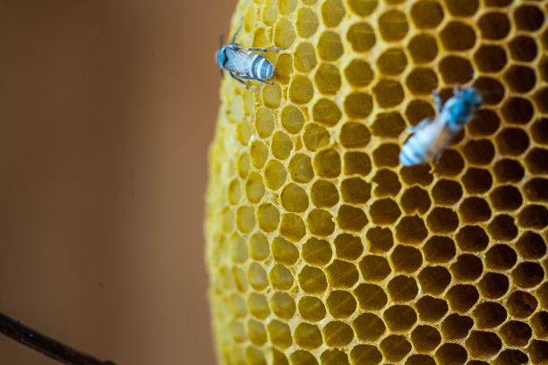 蜜蜂在蜂巢图片下载