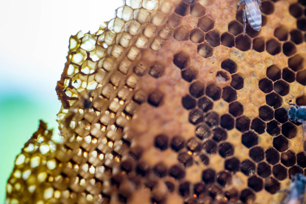 蜜蜂在蜂巢图片下载