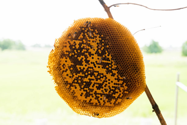 蜜蜂在蜂巢图片下载