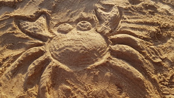 沙滩上的一只螃蟹图片下载