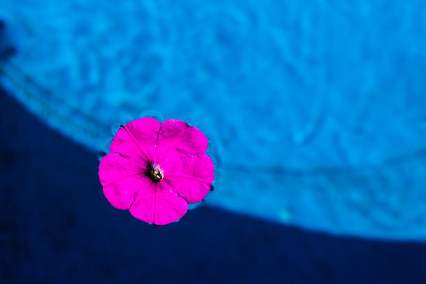 蓝色的水面上，池塘里开着粉红色的花图片下载