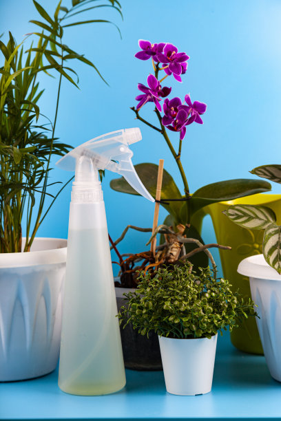 很多室内植物和喷雾器。图片下载
