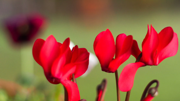 阳台上悬挂着美丽的花朵图片下载