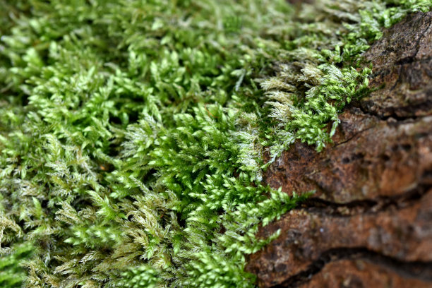 纹理为自然背景tron树皮和野生苔藓森林大气宏观摄影生物多样性图片下载