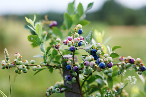 绿色和蓝色的蓝莓浆果在灌木丛中。图片下载