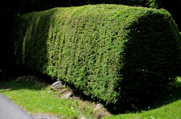 云杉树篱是山区常见的绿色修剪和塑形图片下载