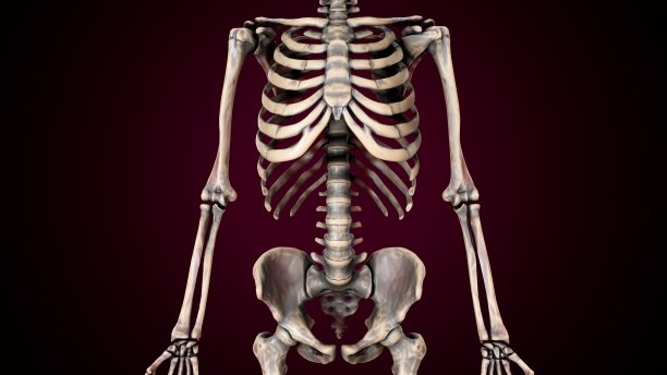 人体轴向骨骼解剖的三维插图。图片下载